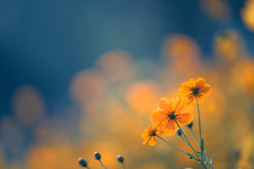 小学英语四年级下册科普Lesson 10的教案设计