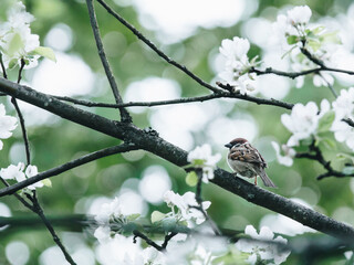 十大公认最香的花香植物